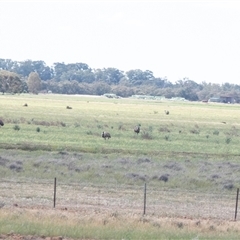 Dromaius novaehollandiae at Hay South, NSW - 1 Oct 2025 by AlisonMilton