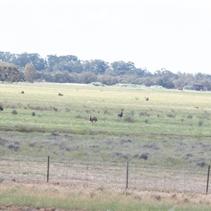Dromaius novaehollandiae at Hay South, NSW - 1 Oct 2025 by AlisonMilton