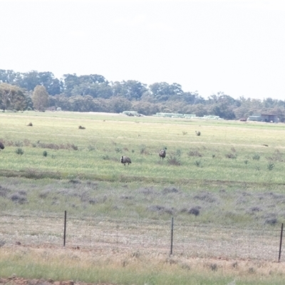 Dromaius novaehollandiae at Hay South, NSW - 1 Oct 2025 by AlisonMilton