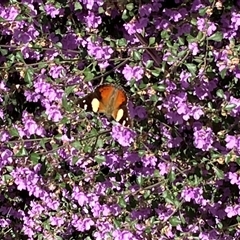 Vanessa itea (Yellow Admiral) at West Wodonga, VIC - 8 Oct 2025 by KylieWaldon