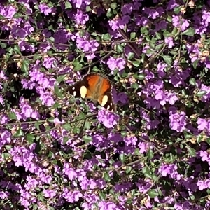 Vanessa itea at West Wodonga, VIC - Today by KylieWaldon