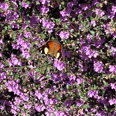 Vanessa itea (Yellow Admiral) at West Wodonga, VIC - 8 Oct 2025 by KylieWaldon