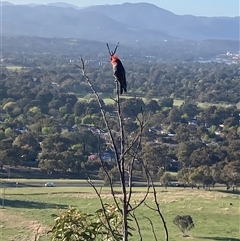 Callocephalon fimbriatum (Gang-gang Cockatoo) at Kambah, ACT - 8 Oct 2025 by Youspy