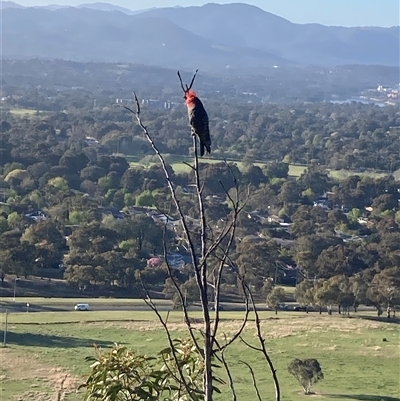Callocephalon fimbriatum (Gang-gang Cockatoo) at Kambah, ACT - 8 Oct 2025 by Youspy