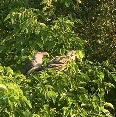 Scythrops novaehollandiae (Channel-billed Cuckoo) at Pappinbarra, NSW - 7 Oct 2025 by AngFrost