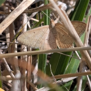 Scopula (genus) at Franklin, ACT - Yesterday by chriselidie