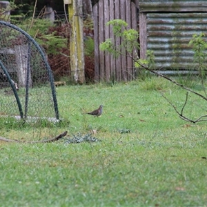 Geopelia humeralis at Pappinbarra, NSW - Today by AngFrost