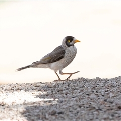 Manorina melanocephala at Overland Corner, SA - 30 Sep 2025 by AlisonMilton