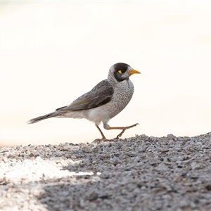 Manorina melanocephala at Overland Corner, SA - 30 Sep 2025 by AlisonMilton