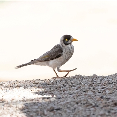 Manorina melanocephala at Overland Corner, SA - 30 Sep 2025 by AlisonMilton