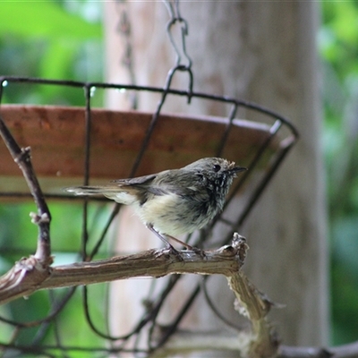 Acanthiza lineata at Pappinbarra, NSW - 8 Oct 2025 by AngFrost