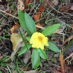 Hibbertia scandens (Climbing Guinea Flower) at Pappinbarra, NSW - 8 Oct 2025 by AngFrost