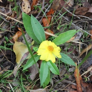 Hibbertia scandens at Pappinbarra, NSW - Today by AngFrost