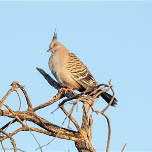Ocyphaps lophotes at Port Augusta West, SA - 30 Sep 2025 by AlisonMilton