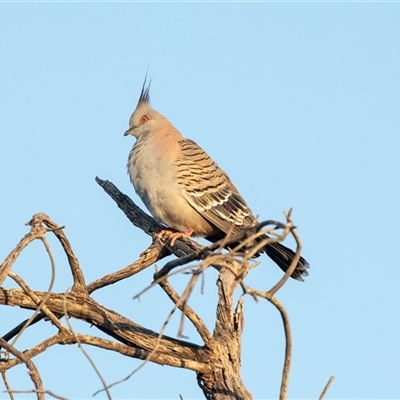 Ocyphaps lophotes (Crested Pigeon) at Port Augusta West, SA - 30 Sep 2025 by AlisonMilton