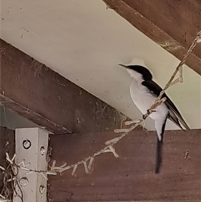Myiagra inquieta (Restless Flycatcher) at Pappinbarra, NSW - 20 Jun 2025 by AngFrost