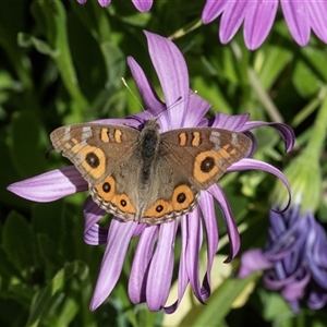 Junonia villida (Meadow Argus) at Overland Corner, SA - 30 Sep 2025 by AlisonMilton