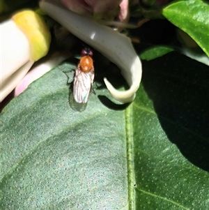 Unverified Insect at Bingie, NSW - Today by Bowyer