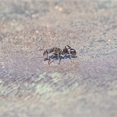 Rhytidoponera metallica (Greenhead ant) at Willow Springs, SA - 24 Sep 2025 by AlisonMilton