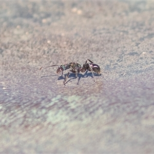 Rhytidoponera metallica at Willow Springs, SA - 24 Sep 2025 11:32 AM