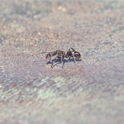 Rhytidoponera metallica (Greenhead ant) at Willow Springs, SA - 24 Sep 2025 by AlisonMilton