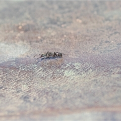Rhytidoponera metallica at Willow Springs, SA - 24 Sep 2025 11:32 AM