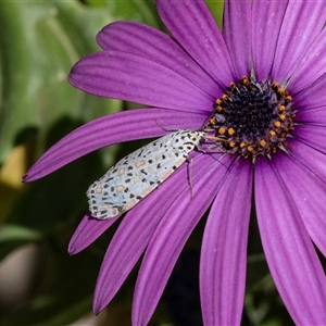 Utetheisa (genus) at Overland Corner, SA - 30 Sep 2025 03:47 PM