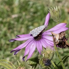 Utetheisa (genus) at Overland Corner, SA - 30 Sep 2025 03:47 PM