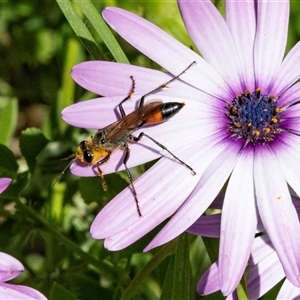 Unverified Parasitic wasp (numerous families) at Overland Corner, SA - 30 Sep 2025 by AlisonMilton