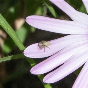 Unverified Jumping or peacock spider (Salticidae) at Overland Corner, SA - 30 Sep 2025 by AlisonMilton