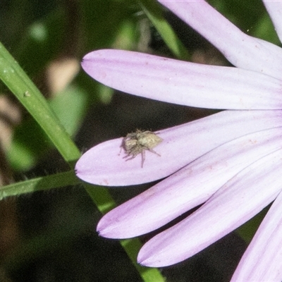 Oxyopes (genus) (Lynx spider) at Overland Corner, SA - 30 Sep 2025 by AlisonMilton