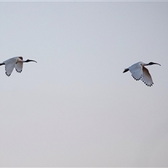 Threskiornis molucca (Australian White Ibis) at Port Augusta West, SA - 30 Sep 2025 by AlisonMilton
