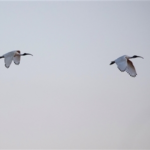 Threskiornis molucca at Port Augusta West, SA - 30 Sep 2025 by AlisonMilton