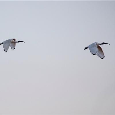 Threskiornis molucca (Australian White Ibis) at Port Augusta West, SA - 30 Sep 2025 by AlisonMilton