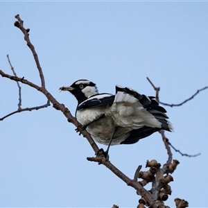Grallina cyanoleuca by AlisonMilton