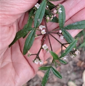 Zieria sp. at Pappinbarra, NSW - Today by AngFrost
