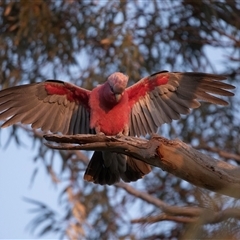 Eolophus roseicapilla at Port Augusta West, SA - 30 Sep 2025 07:42 AM