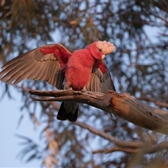 Eolophus roseicapilla at Port Augusta West, SA - 30 Sep 2025 07:42 AM