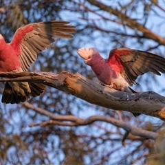 Eolophus roseicapilla at Port Augusta West, SA - 30 Sep 2025 07:42 AM