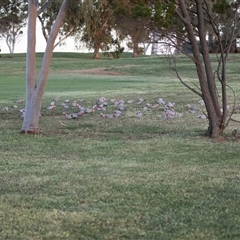 Eolophus roseicapilla at Port Augusta West, SA - 30 Sep 2025 07:42 AM