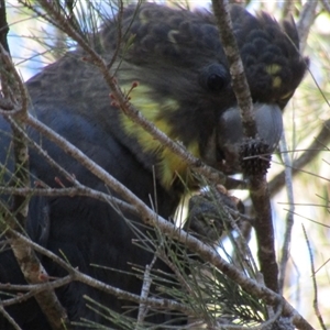 Calyptorhynchus lathami lathami (Glossy Black-Cockatoo) by GITM2