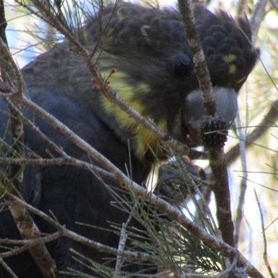 Calyptorhynchus lathami lathami (Glossy Black-Cockatoo) at Marulan, NSW - 17 Aug 2020 by GITM2