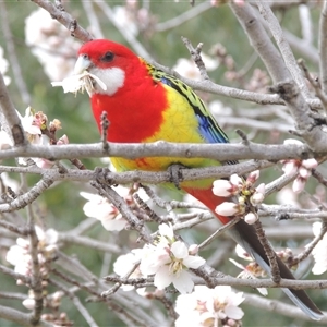 Platycercus eximius (Eastern Rosella) at Conder, ACT - 26 Aug 2025 by MichaelBedingfield