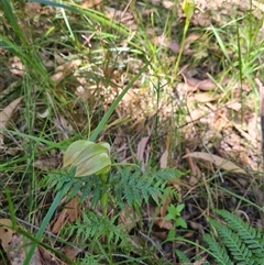 Unverified Plant at Huskisson, NSW - 8 Oct 2025 by PC