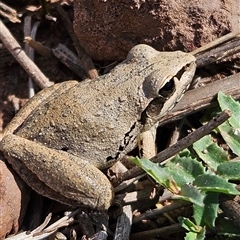 Litoria latopalmata at Bogan Gate, NSW - 8 Oct 2025 by Wolfdogg