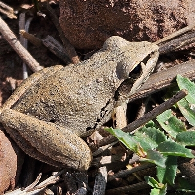 Litoria latopalmata at Bogan Gate, NSW - 8 Oct 2025 by Wolfdogg