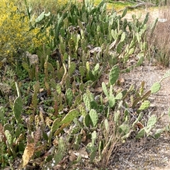 Opuntia (genus) (Prickly Pears) at Paringa, SA - 30 Sep 2025 by AlisonMilton