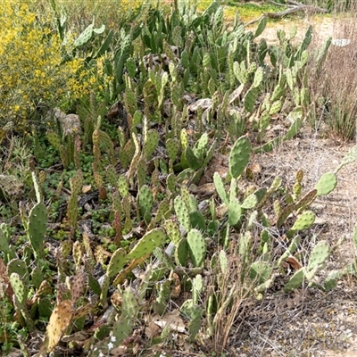 Opuntia (genus) (Prickly Pears) at Paringa, SA - 30 Sep 2025 by AlisonMilton