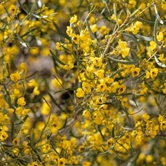 Senna (genus) at Paringa, SA - 30 Sep 2025 by AlisonMilton