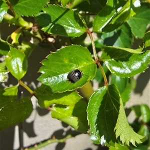 Unverified Insect at Giralang, ACT - Today by timmyn